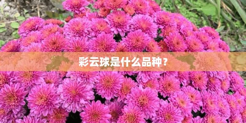 彩云球是什么品种？