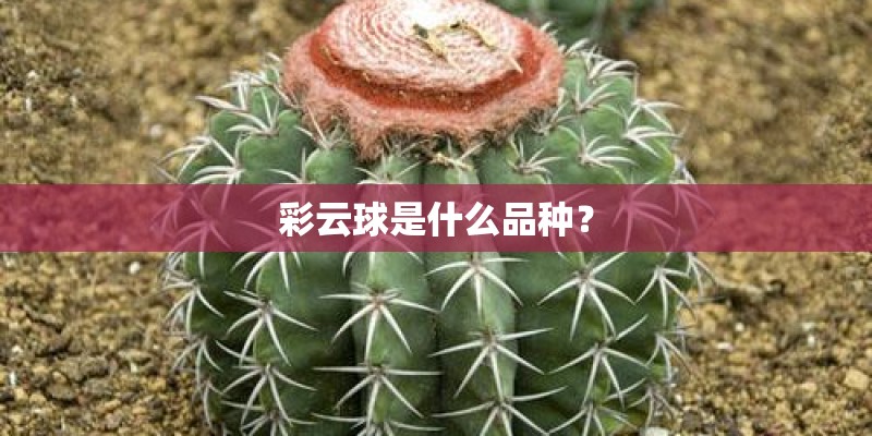 彩云球是什么品种？