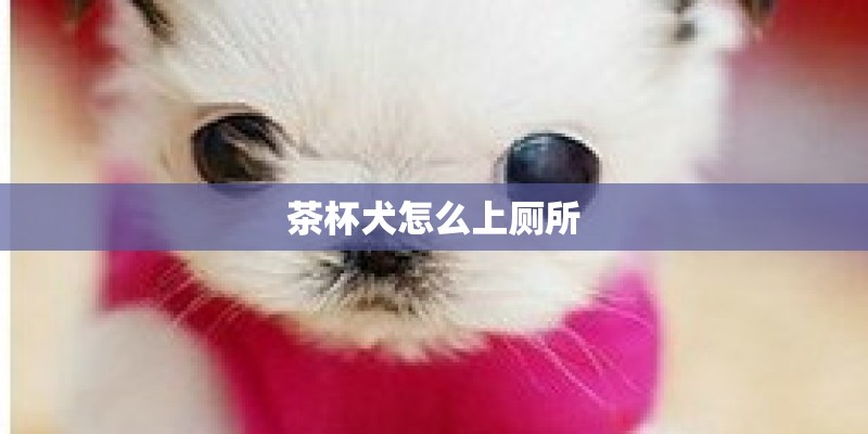 茶杯犬怎么上厕所
