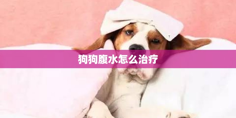 狗狗腹水怎么治疗