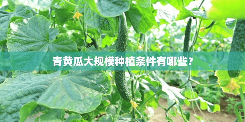 青黄瓜大规模种植条件有哪些？