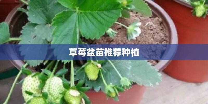 草莓盆苗推荐种植