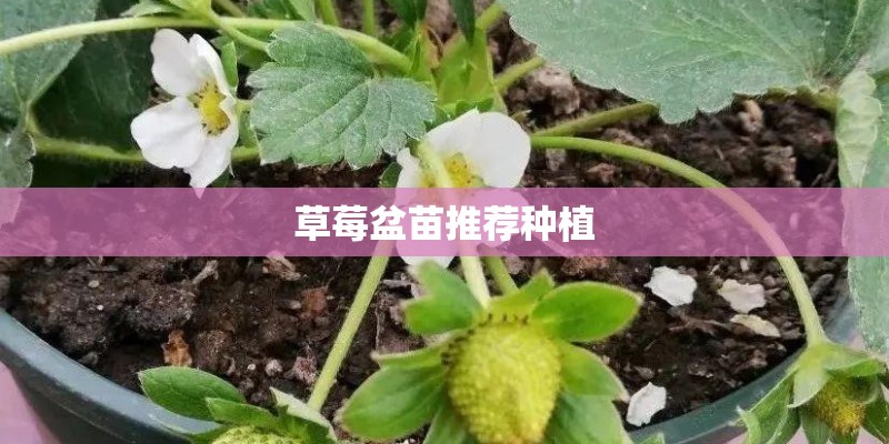 草莓盆苗推荐种植