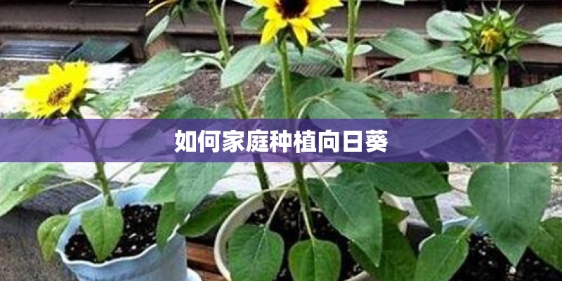 如何家庭种植向日葵