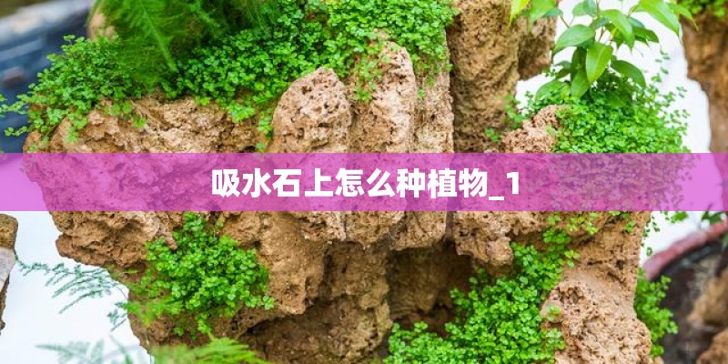 吸水石上怎么种植物_1