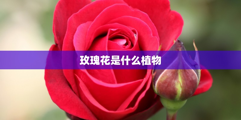 玫瑰花是什么植物
