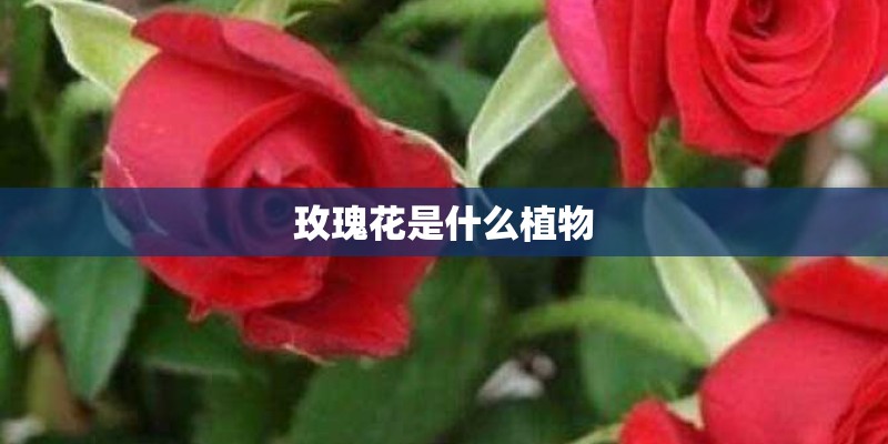 玫瑰花是什么植物