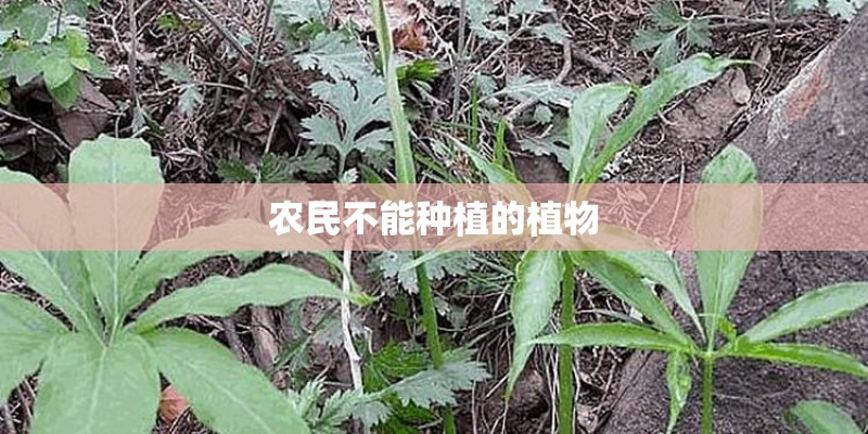 农民不能种植的植物