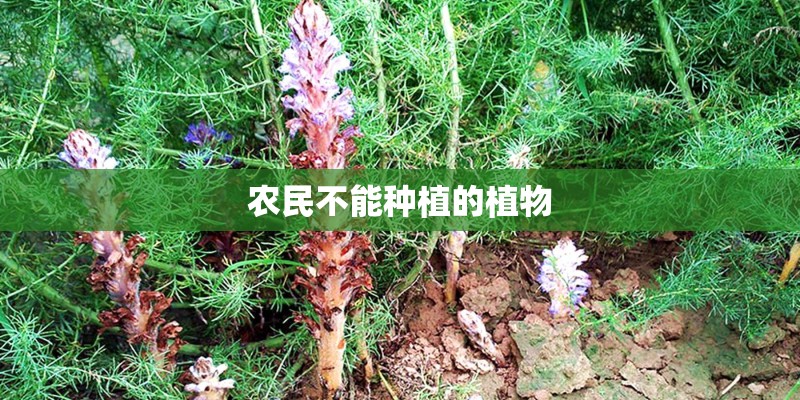 农民不能种植的植物