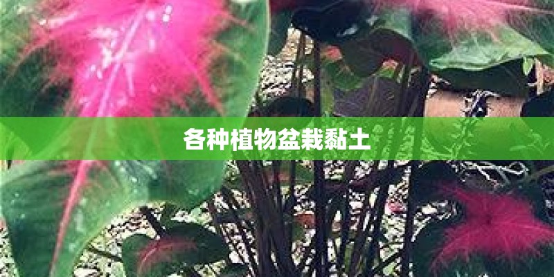 各种植物盆栽黏土
