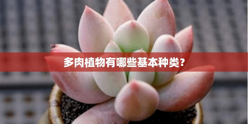 多肉植物有哪些基本种类？