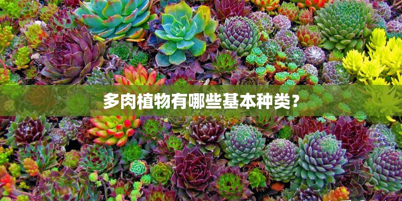 多肉植物有哪些基本种类？
