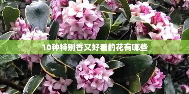 10种特别香又好看的花有哪些