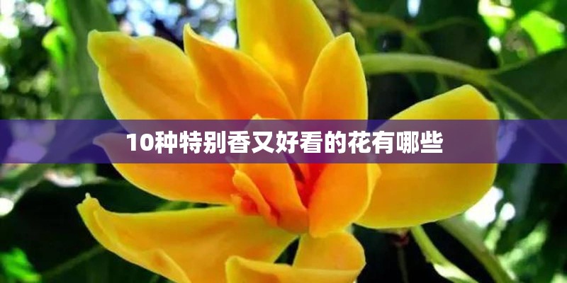 10种特别香又好看的花有哪些