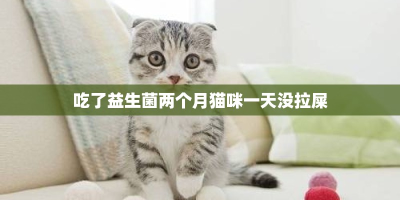 吃了益生菌两个月猫咪一天没拉屎