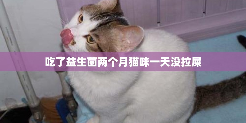 吃了益生菌两个月猫咪一天没拉屎
