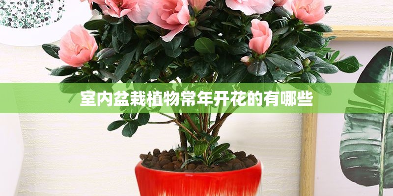 室内盆栽植物常年开花的有哪些
