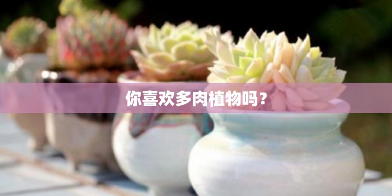 你喜欢多肉植物吗？