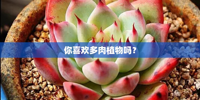你喜欢多肉植物吗？