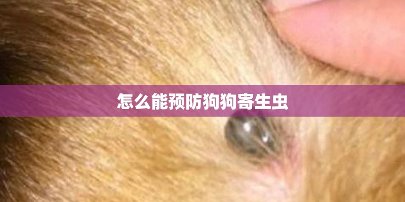 怎么能预防狗狗寄生虫