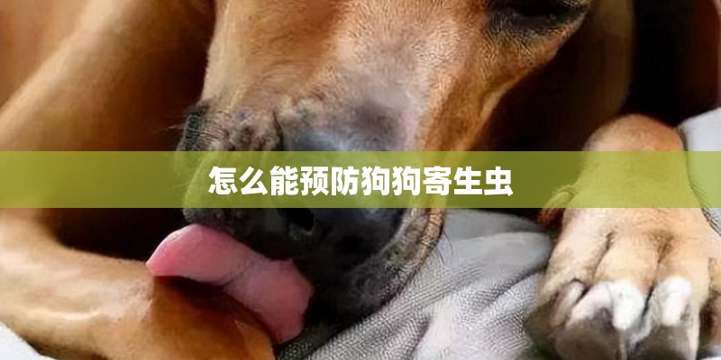 怎么能预防狗狗寄生虫
