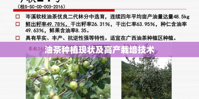 油茶种植现状及高产栽培技术