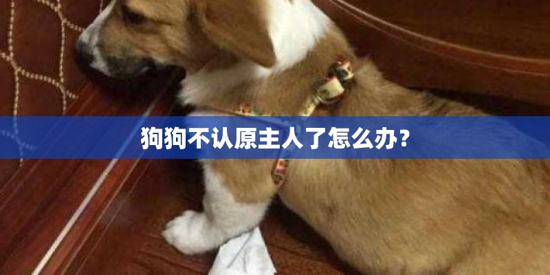 狗狗不认原主人了怎么办？