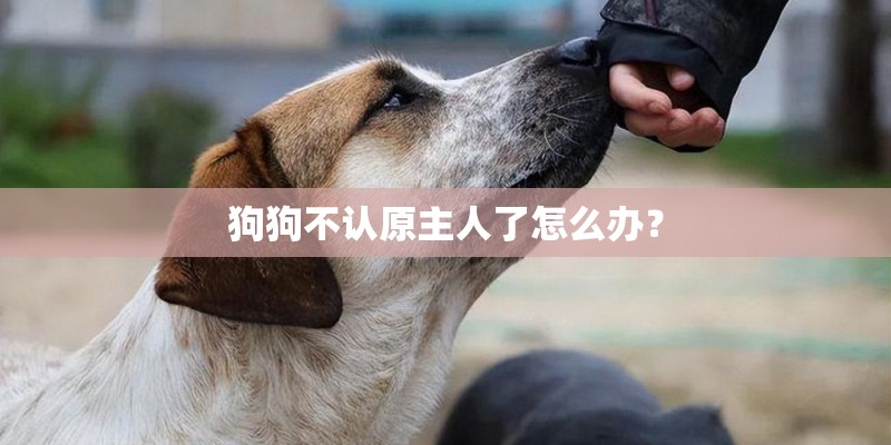 狗狗不认原主人了怎么办？
