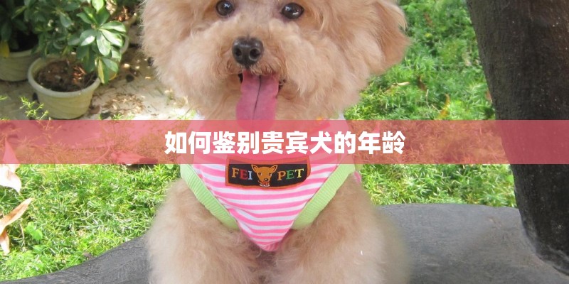 如何鉴别贵宾犬的年龄