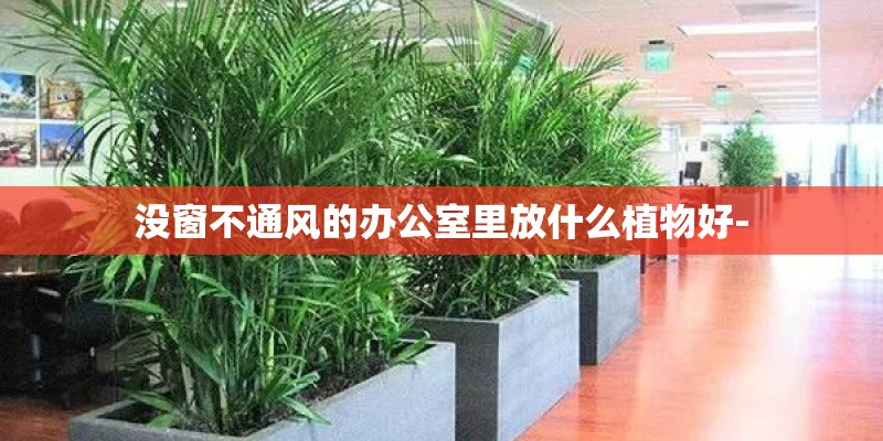 没窗不通风的办公室里放什么植物好-