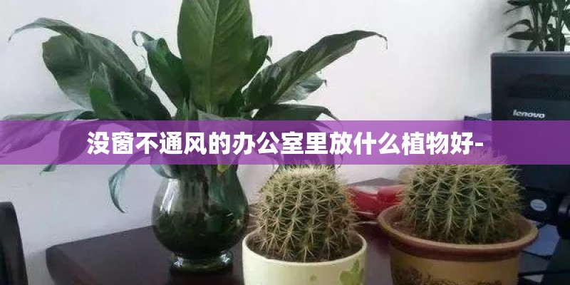 没窗不通风的办公室里放什么植物好-