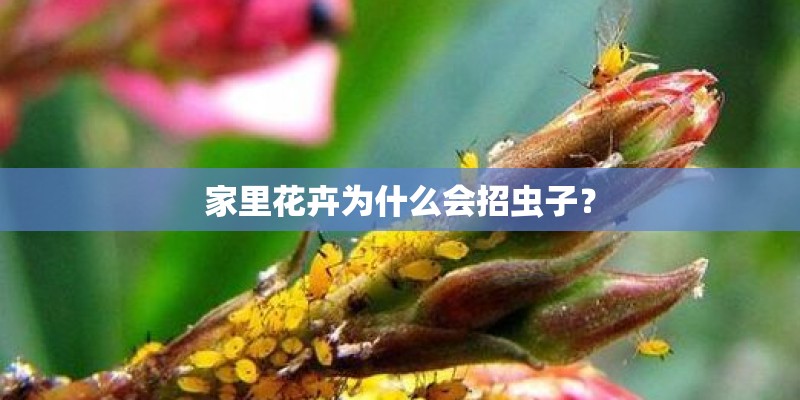 家里花卉为什么会招虫子？