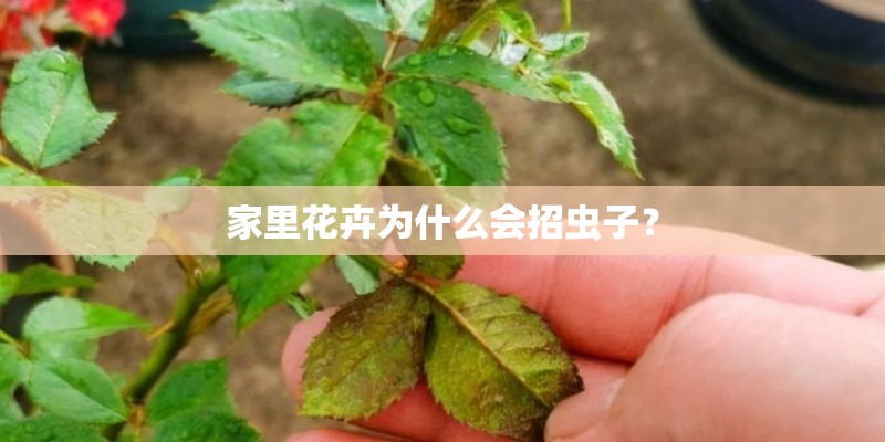 家里花卉为什么会招虫子？