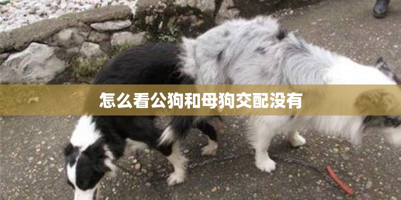 怎么看公狗和母狗交配没有