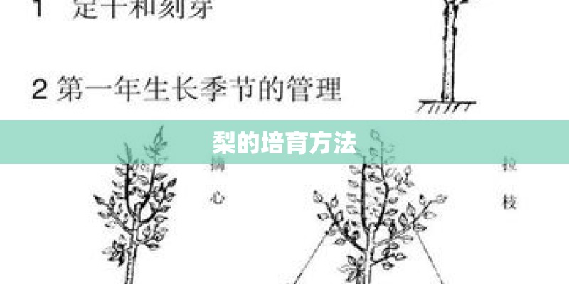 梨的培育方法