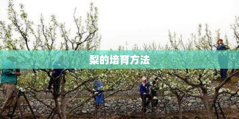 梨的培育方法