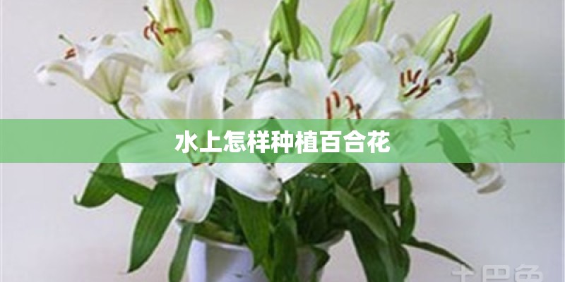 水上怎样种植百合花