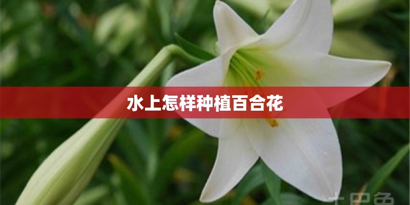 水上怎样种植百合花