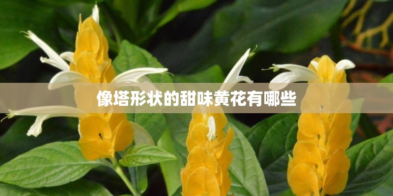 像塔形状的甜味黄花有哪些