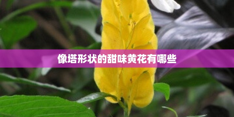 像塔形状的甜味黄花有哪些