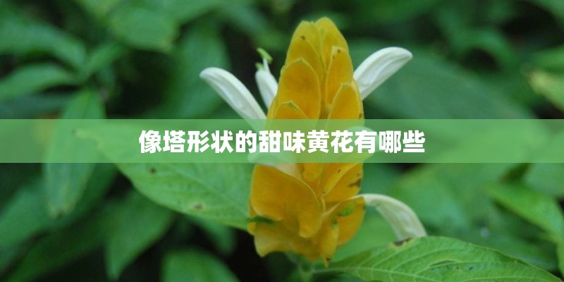 像塔形状的甜味黄花有哪些
