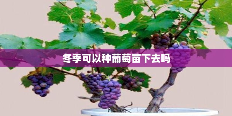 冬季可以种葡萄苗下去吗