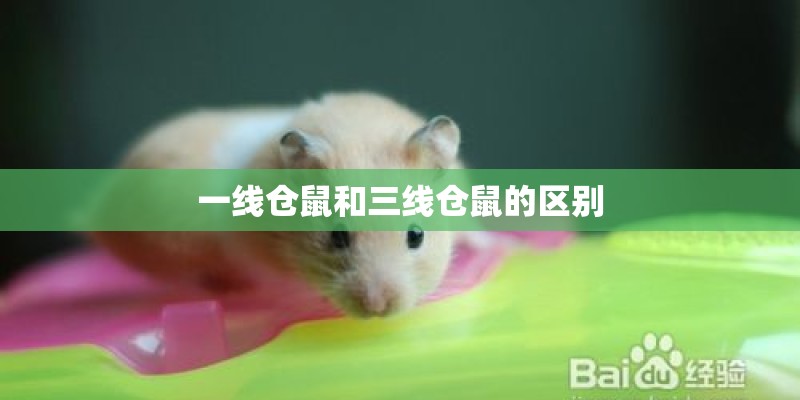 一线仓鼠和三线仓鼠的区别