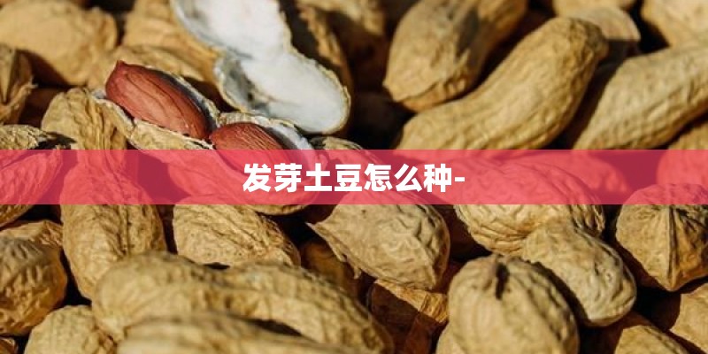 发芽土豆怎么种-