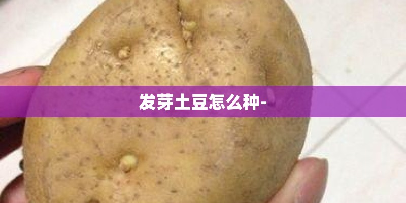 发芽土豆怎么种-