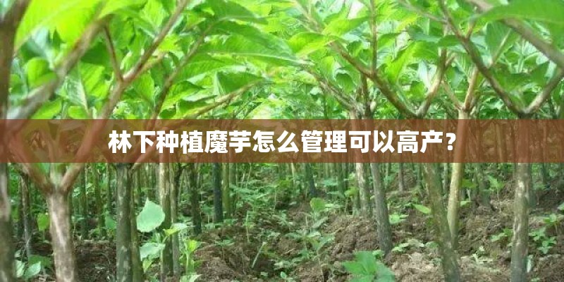 林下种植魔芋怎么管理可以高产？