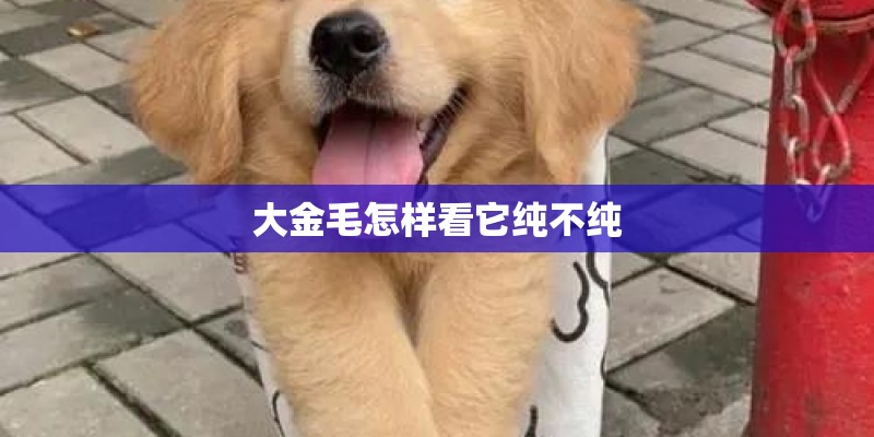 大金毛怎样看它纯不纯