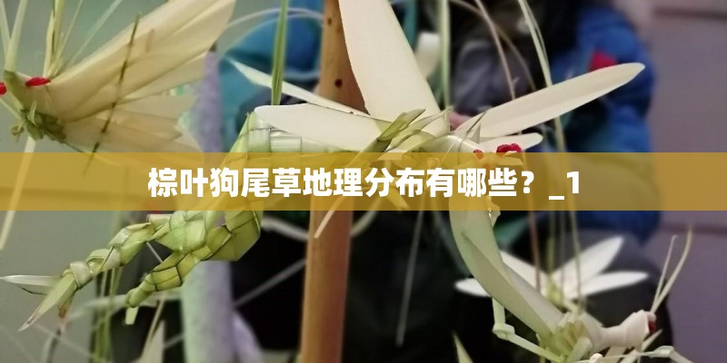 棕叶狗尾草地理分布有哪些？_1