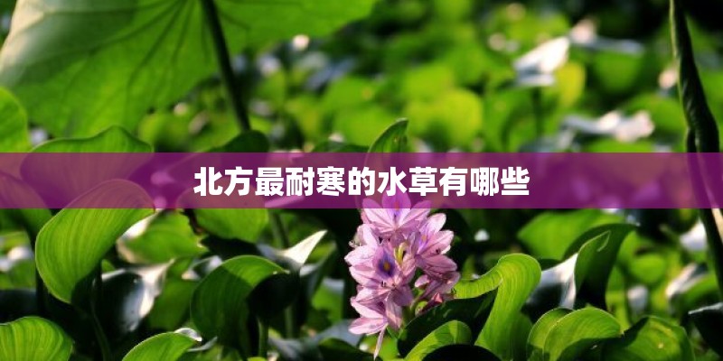 北方最耐寒的水草有哪些