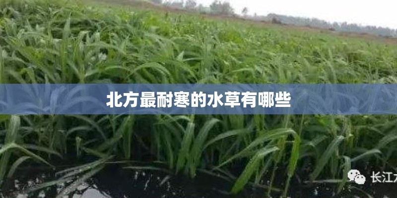 北方最耐寒的水草有哪些